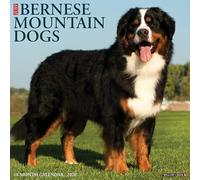 Bernese Mountain Dogs 2026 Wall Calendar