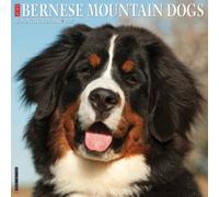 Bernese Mountain Dogs 2027 Wall