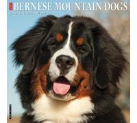 Willow Creek Press, Just Bernese Mountain Dogs 2027 Wall Calendar
