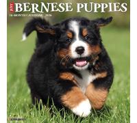 Bernese Mountain Puppies 2026 12 X 12 Wall Calendar