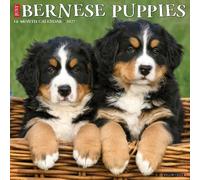 Bernese Mountain Puppies 2027 Wall