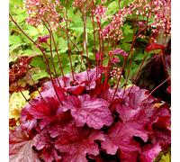 (Berry Smoothie) Heuchera Varieties - 1 Plant - Blanket Flower Outdoor Herbaceous In 9Cm Pot