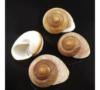 Besimple Hermit Crab Shells Snail Shells 4 Muffin Snail Shells for Decoration 2"-3/4" Inch-3Inch