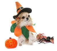BESPORTBLE 10pcs Pet Headwear Halloween Dog Headdress with Flower Design for Parties and Festivals Made From Safe Materials for Celebrating Halloween