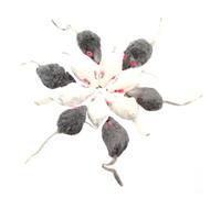BESPORTBLE 12pcs Simulation Mouse Cat Teasing Set for Kitty and Small Dogs, Interactive Velvet Plush Mouse that Attracts Cat's Attention, for Cat Interaction and Play