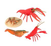 BESPORTBLE 1Set Crayfish Growth Cycle Models Educational Cognitive for Safe Crayfish Figurines Simulated Lobster Life Cycle Learning Enhance Understanding