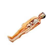 BESPORTBLE 1Set Realistic Human Skeleton Model Kit for DIY Anatomy Educational for Family Learning Interactive Science Experiments Fun Human Body Puzzle