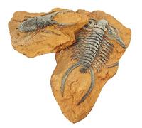 BESPORTBLE 2Pcs Realistic Trilobite Fossil Ornaments Crawling Reptile Box Decor Creative Simulation Landscape for Lizard and Snake Terrariums