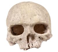 BESPORTBLE 2pcs Resin Skull Aquarium Ornament for Reptile and Fish Tank Decoration Human Skull Model Hideaway for Lizards Turtles Snakes Frogs and Other Creatures and Chic Aquarium Accessory
