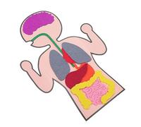 BESPORTBLE 3Sets Creative DIY Human Organs Model Kit of Cognitive Teaching for Interactive Anatomy for Learning Body Parts Safe and Educational Plaything