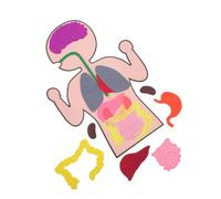 BESPORTBLE 3Sets DIY Human Organs Models Educational Plaything for Enhance Cognitive Skills Imagination for Family Games and Learning Anatomy