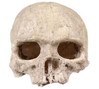 BESPORTBLE 4pcs Resin Skull Aquarium Ornament for Fish Tank Decoration Bald Human Skull Model for Reptile Habitat Provides Natural Hideouts for Lizards Snakes and Frogs