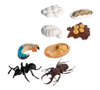 BESPORTBLE 8Pcs Realistic Ant Growth Cycle Simulation Model Educational Cognitive for Fun Decoration for Rooms Explore Nature Safely and Vivid Design