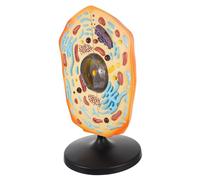 BESPORTBLE Animal Cell Display Model Realistic Anatomical Teaching Aid for Middle School Biology for Experiments and Study Lifelike Visual Experience Practical Learning Tool