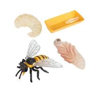 BESPORTBLE Bee Growth Cycle Educational Toy Kit 4 Pcs Plastic Insect Life Cycle Models for Kids Science Learning Preschool Biology Figures