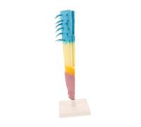 BESPORTBLE Corn Root Profile Model Longitudinal Section Biology Teaching Instrument High-precision Plant Root Structure Display for Students and Teachers Classroom Laboratory Use