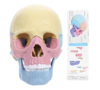 BESPORTBLE Detachable Human Skull Model Puzzle, Anatomy Skull Model for Stem Education, Small Human for Teaching And Learning, Multi-color, 5. 7 X 4. 3 X 3. 4 Inches