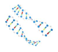 BESPORTBLE DNA Model Kit for Teaching Educational Double Helix Structure Model Science Instructional Tool for Students Genetics Learning Prop 2-Piece Set