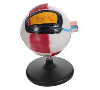 BESPORTBLE Enlarged Eyeball Model for Anatomy Teaching Realistic Eye Anatomy Display with Three Membrane Layers Educational Tool for Students and Medical Instruction