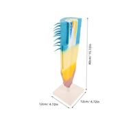 BESPORTBLE Plant Anatomy Model Corn Root Profile Educational Biology Teaching Tool Longitudinal Root Structure for Students Laboratory Study Classroom Use