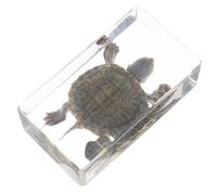 BESPORTBLE Resin Tortoise Specimen Figurine, Scientific Educational Turtle Model, Minimalist Home and Garden Decoration Ornament for Study and Display