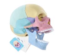 BESPORTBLE Stem Human Skull Model Detachable Skull Educational Tool for Learning in Anatomy Realistic Representation for Science and Art Studies