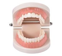 Besreey Kids Mouth Model - 9.5cm Small Mouth Model With Teeth, Mouth Model, Model, Tooth Model Dentistry, Teeth Model, Study Model, Teaching Study Supplies