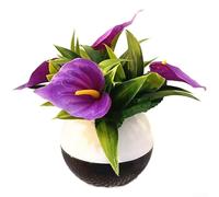 Besshepplo Artificial Calla Lily Potted Plant Realistic Velvet Simulation Flower Compact 16cm Decor for Home Table Living Room Bedroom Office Desk Centrepiece White Blue Yellow Red(Purple)
