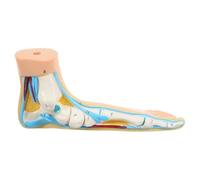 BESTOMZ Human Flat Foot Anatomical Model for Teaching and Display, Realistic Vinyl Foot Skeleton with Muscles, Educational Tool for Nursing and Health Schools