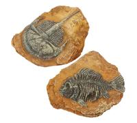 BESTonZON 2Pcs Realistic Trilobite Fossil Decoration for Reptile Box Creative Terrarium Ornaments for Lizard and Snake Simulation Landscape Accessories for Small Pets