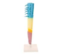 BESTonZON Corn Plant Root Profile Model Educational Longitudinal Root Section Biology Teaching Instrument for Students and Teachers Portable Plant Anatomy Display for Science Labs