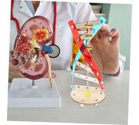 BESTonZON DIY Human Dna Double Helix Model Educational Science for Boys Assembly Biology Learning Prop Enhances Motor Skills and Scientific Understanding