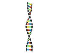 BESTonZON Double Helix Dna Model Kit Interactive Molecular Structure for Science Education Easy to Build and Separate for Students and Biology Enthusiasts Stimulate Interest