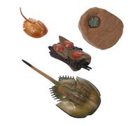 BESTonZON Educational Horseshoe Crab Growth Cycle Model for Safe and Vivid Life Stage Figures for Preschool Learning Storytelling Role-playing Science Teaching Supplies Birthday