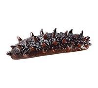 BESTonZON Realistic PVC Sea Cucumber Educational Model for Lightweight Imitation Trepang Figurine for Early Learning Home Decor Photography Props Kindergarten Biology Teaching Aid