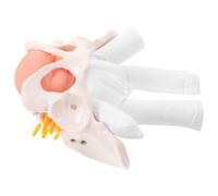 BESTOYARD 1set Childbirth Demonstration Pelvis Model for Midwifery Training with Movable Joints and Newborn Simulation for Teaching and Study