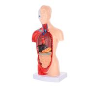 BESTOYARD 1Set Human Torso Anatomical Model with Removable Parts for Medical Teaching Disassemble Design for Schools and Hospitals Detailed Human Body Figure for Understanding Organ