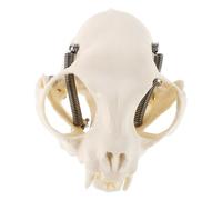 BESTOYARD Anatomical Cat Skull Model Realistic Cat Skeleton for Study Classroom Display Science Teaching Halloween Decor and Collectible Precision Crafted Educational Reference