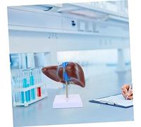 BESTOYARD Human Liver Model with Base Anatomical Medical Teaching Tool for Physiology and Anatomy Education Realistic Human Organ Display for Medical Nursing and Health Schools