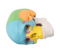 BESTOYARD Mini Human Skull Anatomical Model with Three Detachable Sections and Moving Jaw, Pvc Compact Colourful Skull Bones Anatomy Model for Halloween and Art Studios