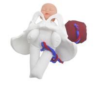 BESTOYARD Mini Pelvic Floor Model for Female Childbirth Education Removable Anatomical Pelvis Fetus and Placenta Medical Student Training Tool