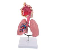 BESTYASH 1Pc Respiratory Lung Model Educational Anatomy Tool for Medical Teaching Vividly Detailed Display for Student Learning Realistic