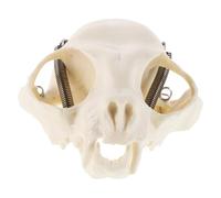 BESTYASH Anatomical Cat Skull Model for Teaching and Research Portable and Compact Feline Skeleton with Detailed Guide for Classroom Use Halloween Decor and Aquarium Landscape
