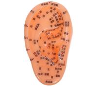BESTYASH Ear Acupoint Model Detailed Ear Zones for Acupuncture Practice and Massage Techniques Teaching Aid for Students and Practitioners Traditional Chinese Medicine