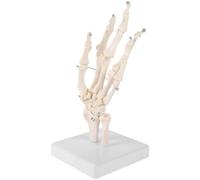 BESTYASH Human Hand Joint Model Teaching Anatomical Skeleton Model Made of Sturdy Pvc for Education and Study in Science Laboratories