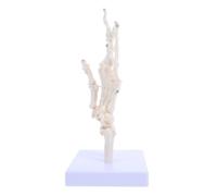 BESTYASH Human Hand Joint Skeleton Model for and Anatomy Learning Detachable Parts for Detailed Bone Visualization and Enhanced Understanding of Hand Structure