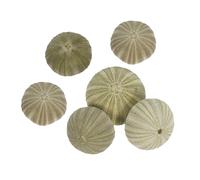 BESTYASH Natural Sea Urchin Shells 2.36In Coastal Beach Decor Air Plant Holders for Wedding Party Crafts and Home Decoration