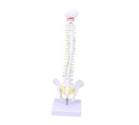 BESTYASH PVC Human Spine Model for Medical Teaching with Detailed Vertebral Features Nerve Roots Discs Practicing Aid for Student Nurses Doctors and Medical Display