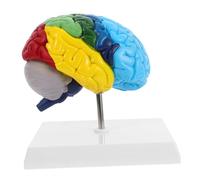 BESTYASH Realistic Human Brain Model 1:1 Scale Medical School Anatomy Study Tool