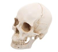 BESTYASH Resin Human Skull Anatomy Teaching Tool with Lifelike Details for Student and Professional Education